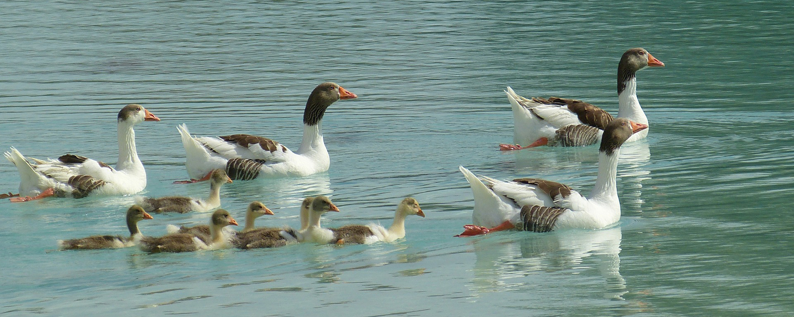 Ouderbetrokkenheid 1600x640